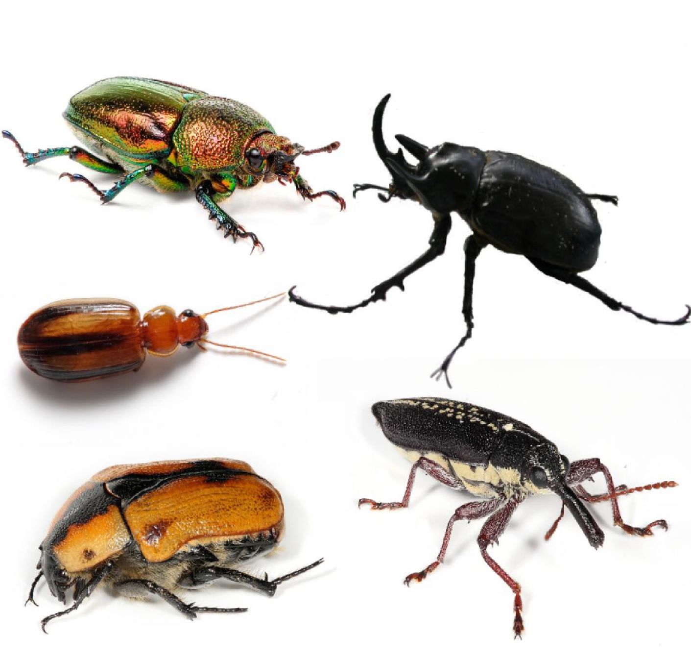 A collage of many different beetles