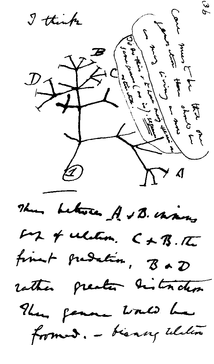 Charles Darwin's 1837 notebook sketch of a branching tree, headed 'I think'