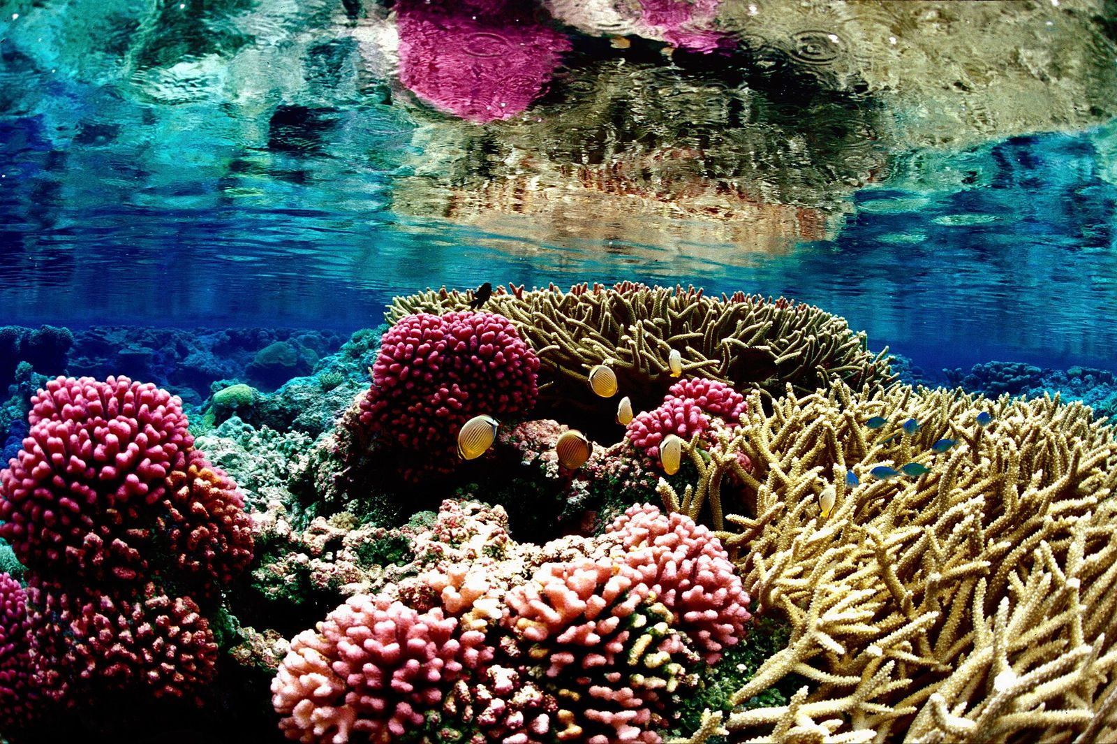 A coral reef crowded with corals and fish