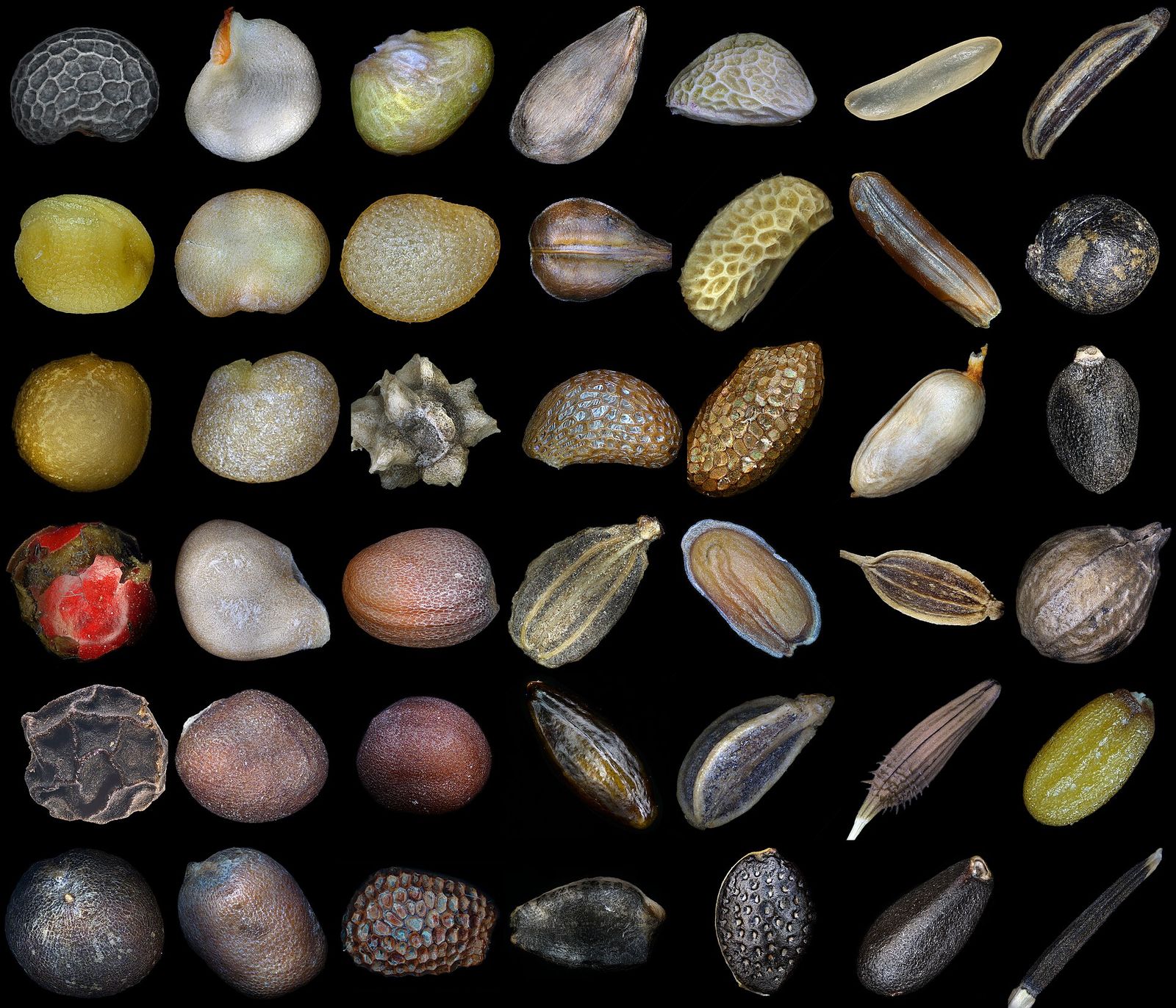 Many different seeds on a black background