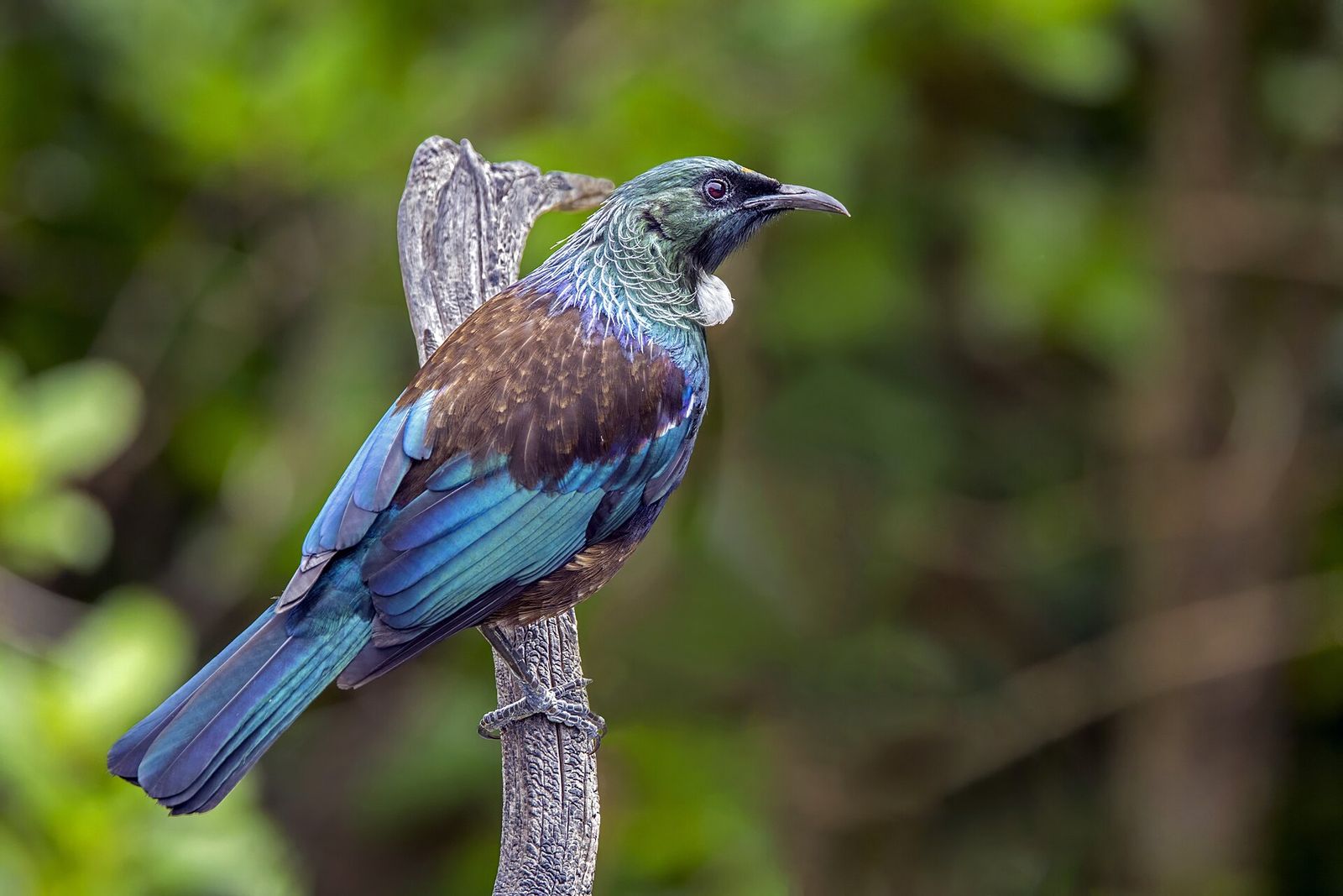 A tūī
