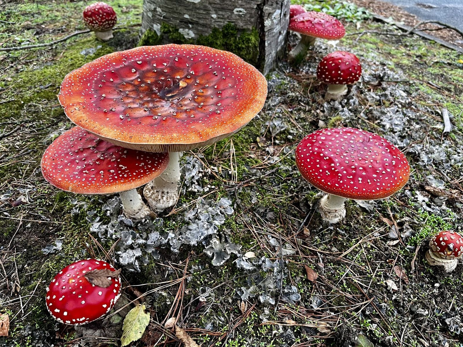 A red and white fly agaric mushroom