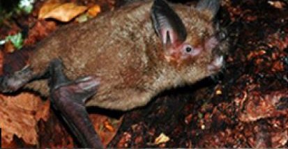 A short-tailed bat on the forest floor