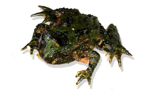 A Hochstetter's frog