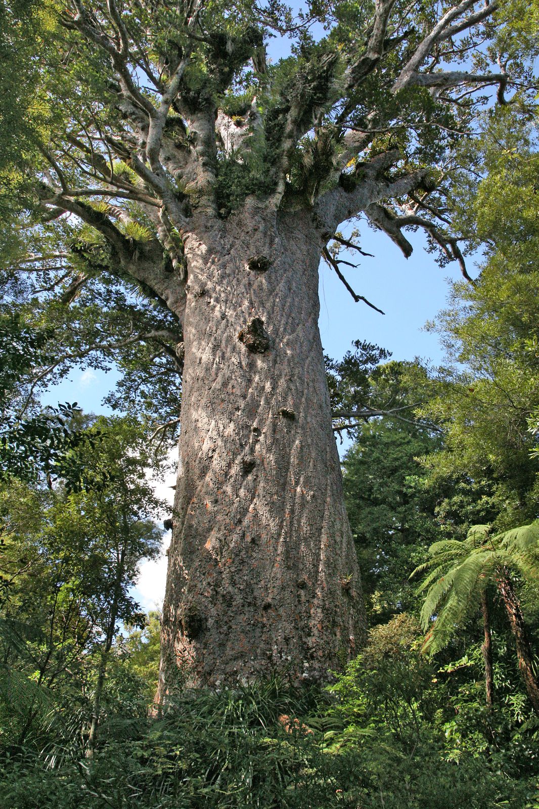 Tāne Mahuta, a giant kauri tree
