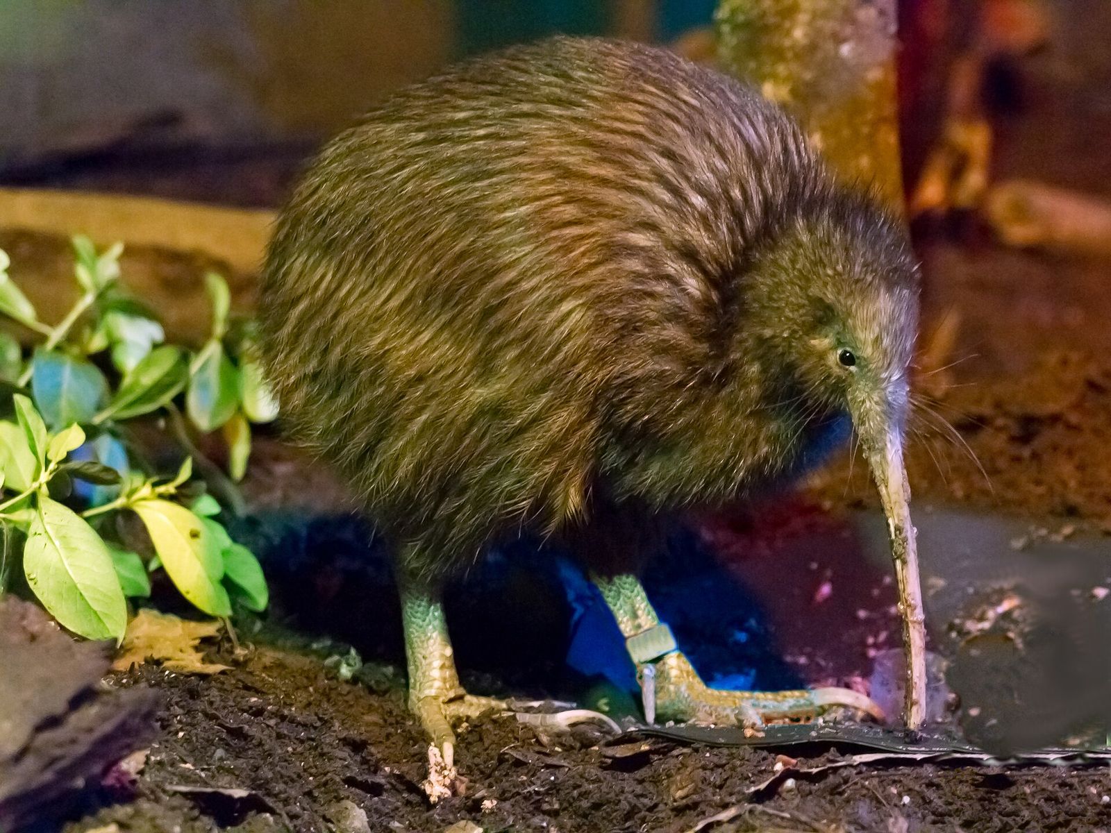 A North Island brown kiwi probing the ground with its long beak