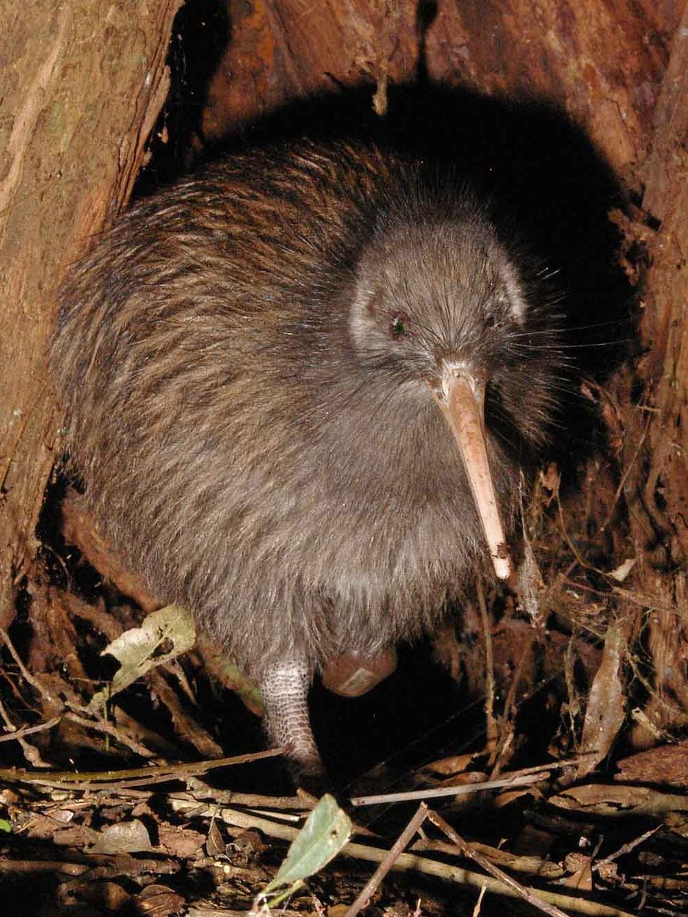A kiwi