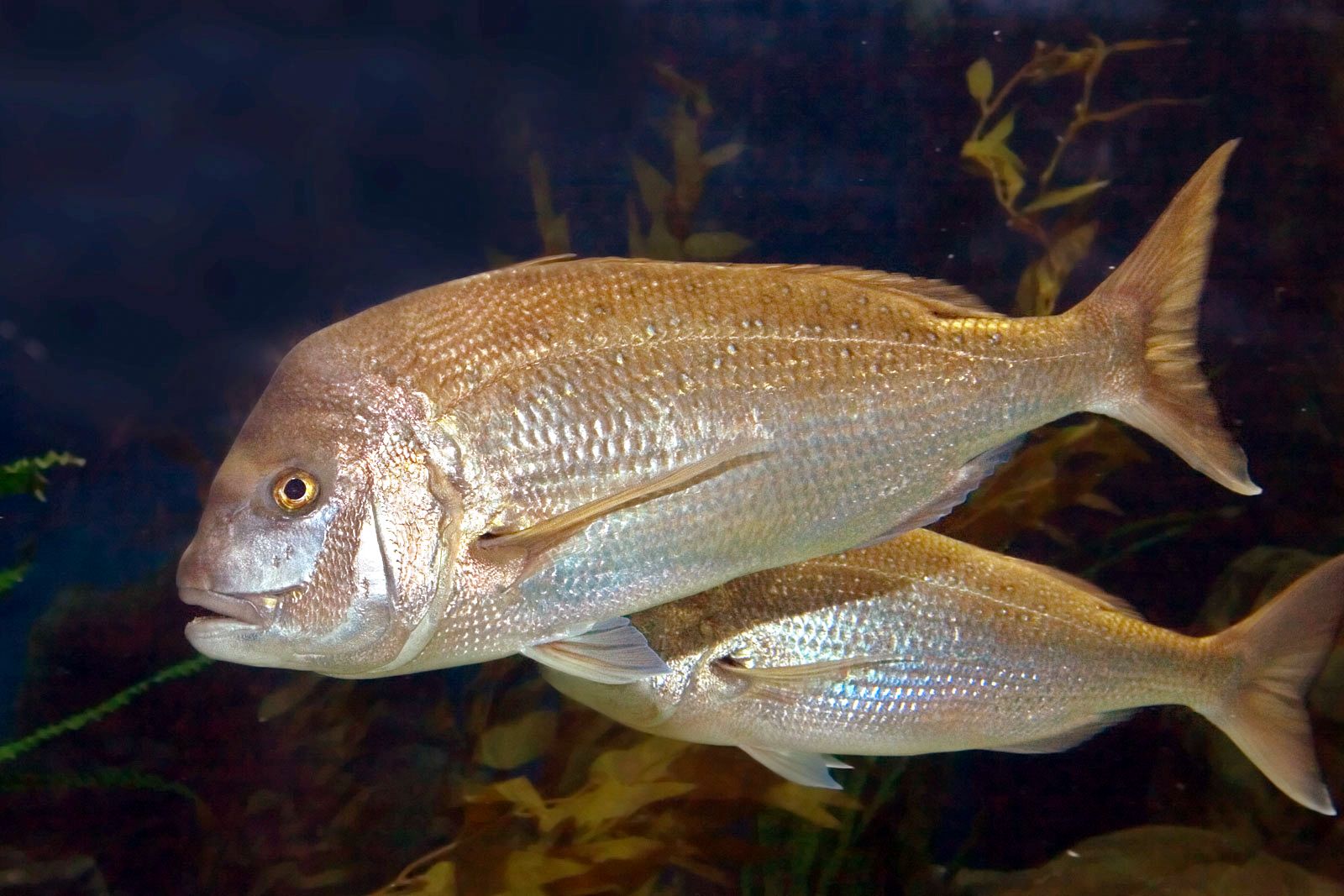 A snapper in an aquarium