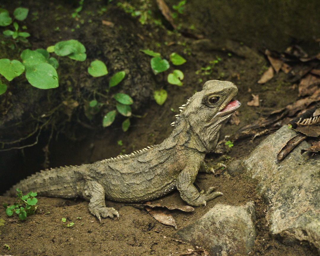 A tuatara