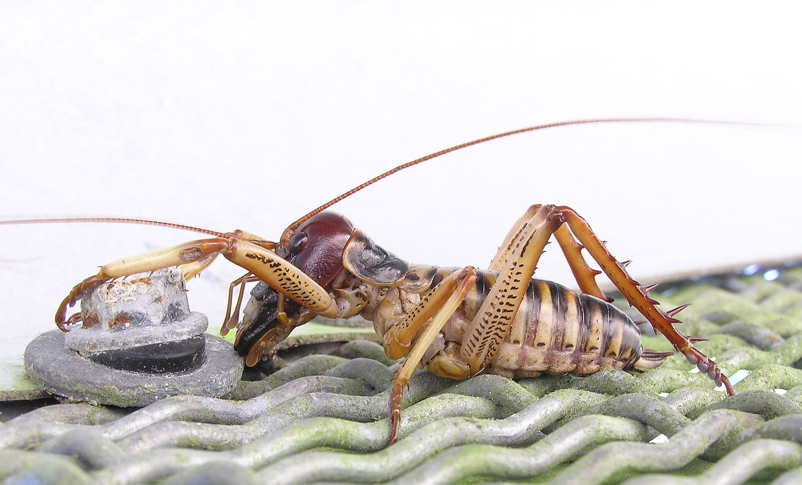 A tree wētā