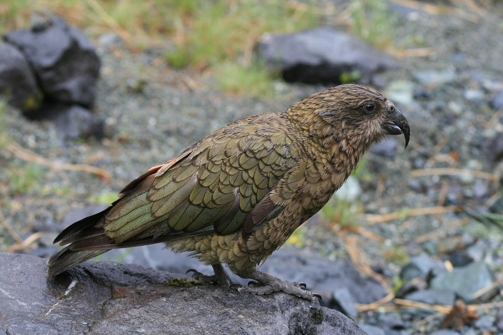 A kea standing on rocks in Fiordland