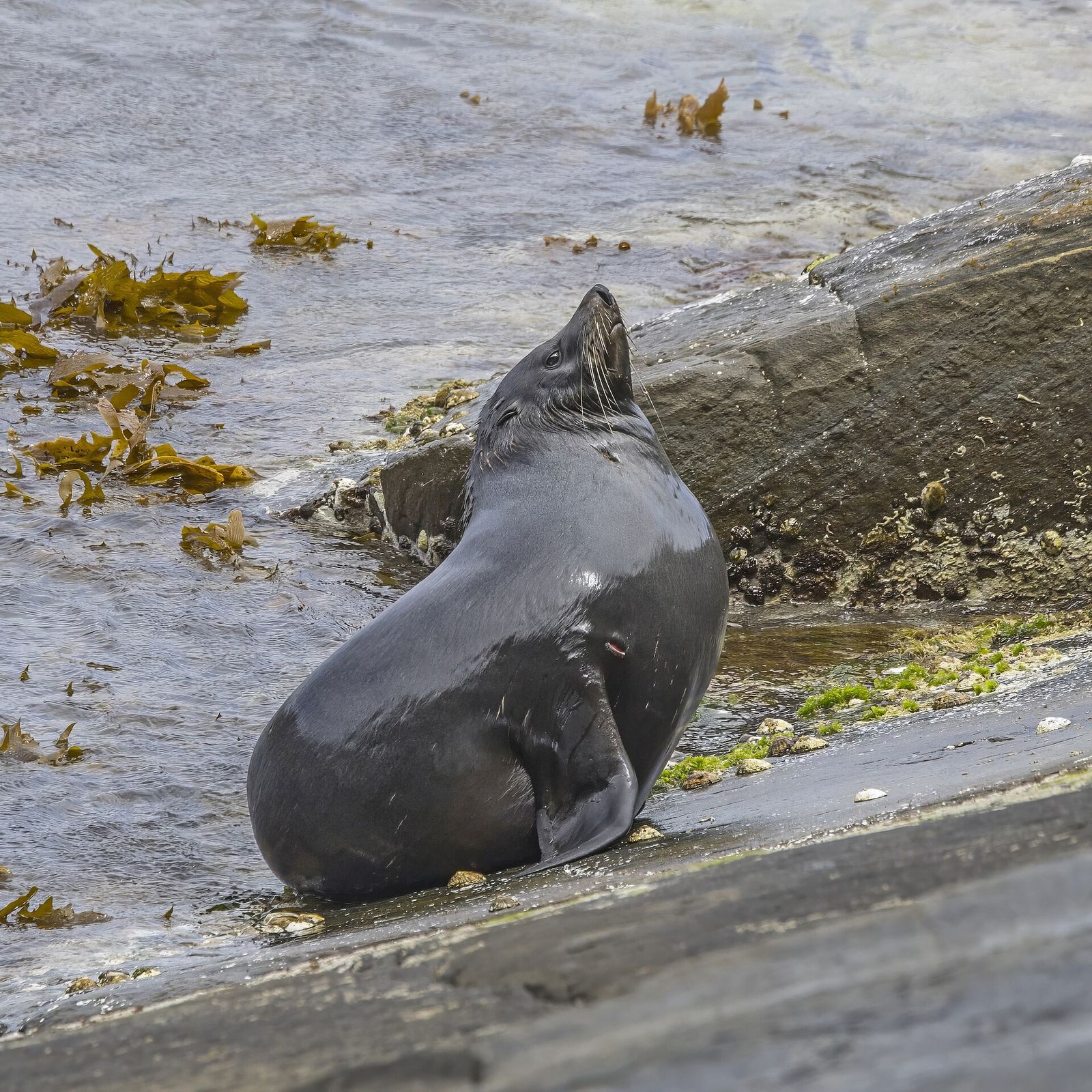 A New Zealand fur seal