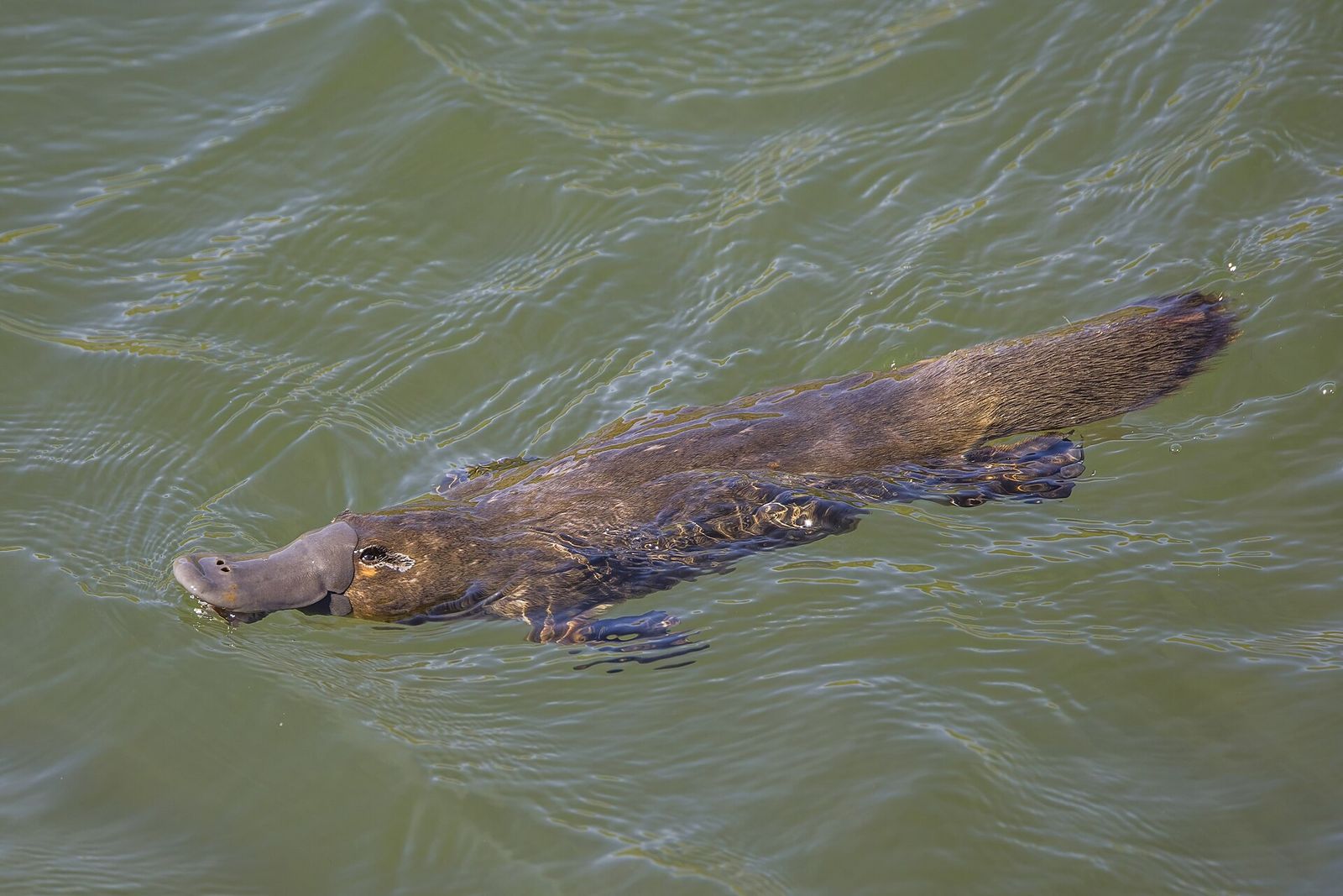 A platypus swimming at the surface of a river