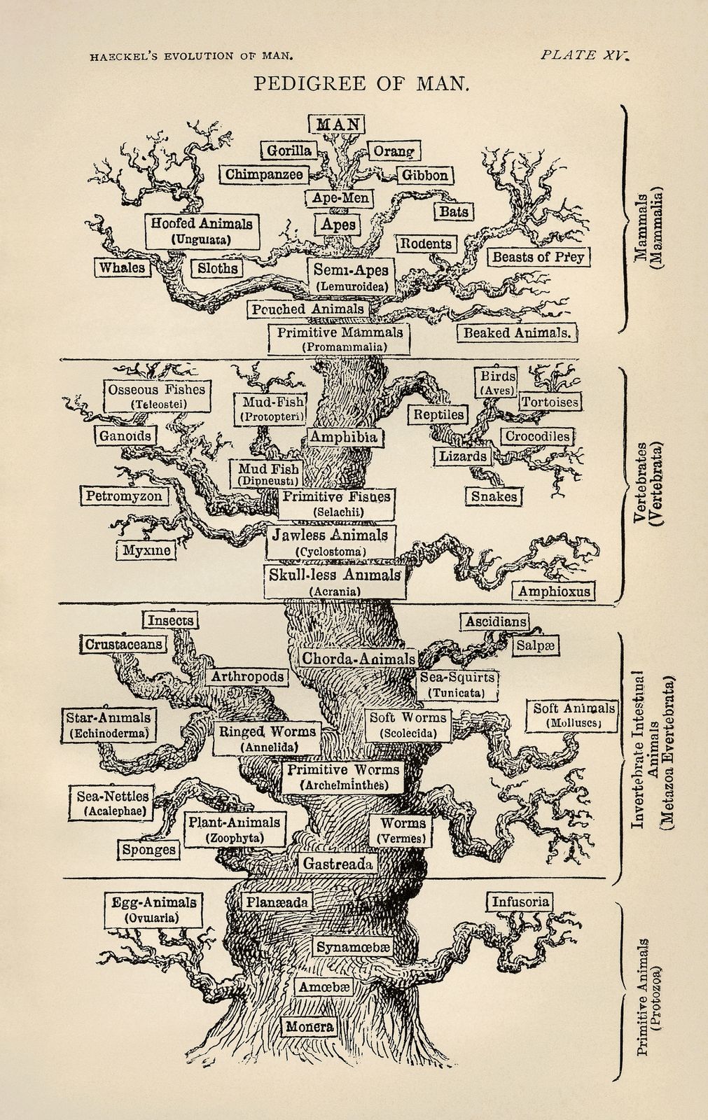 Ernst Haeckel's drawing of a tree of life with humans at the top