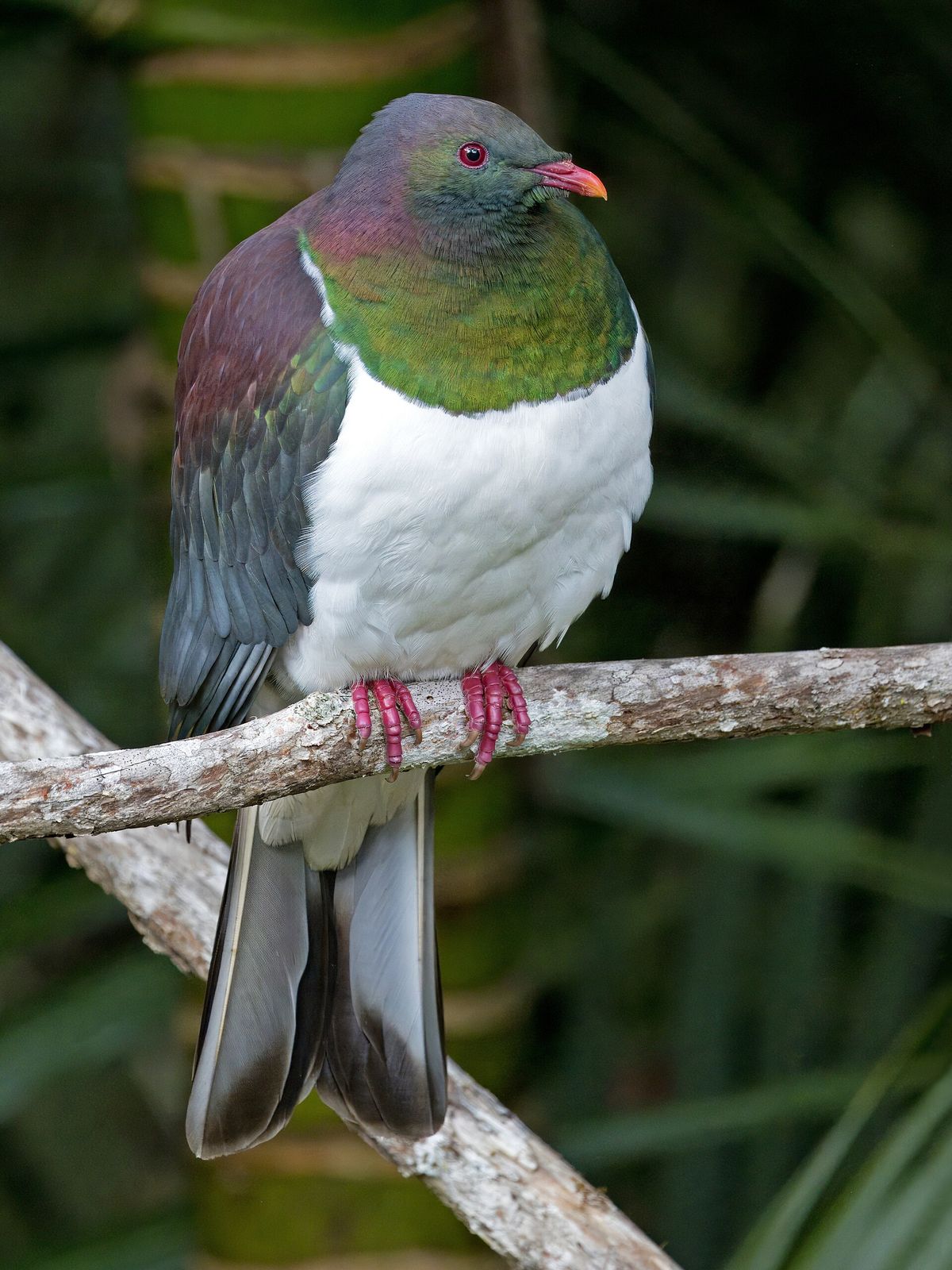 A kererū