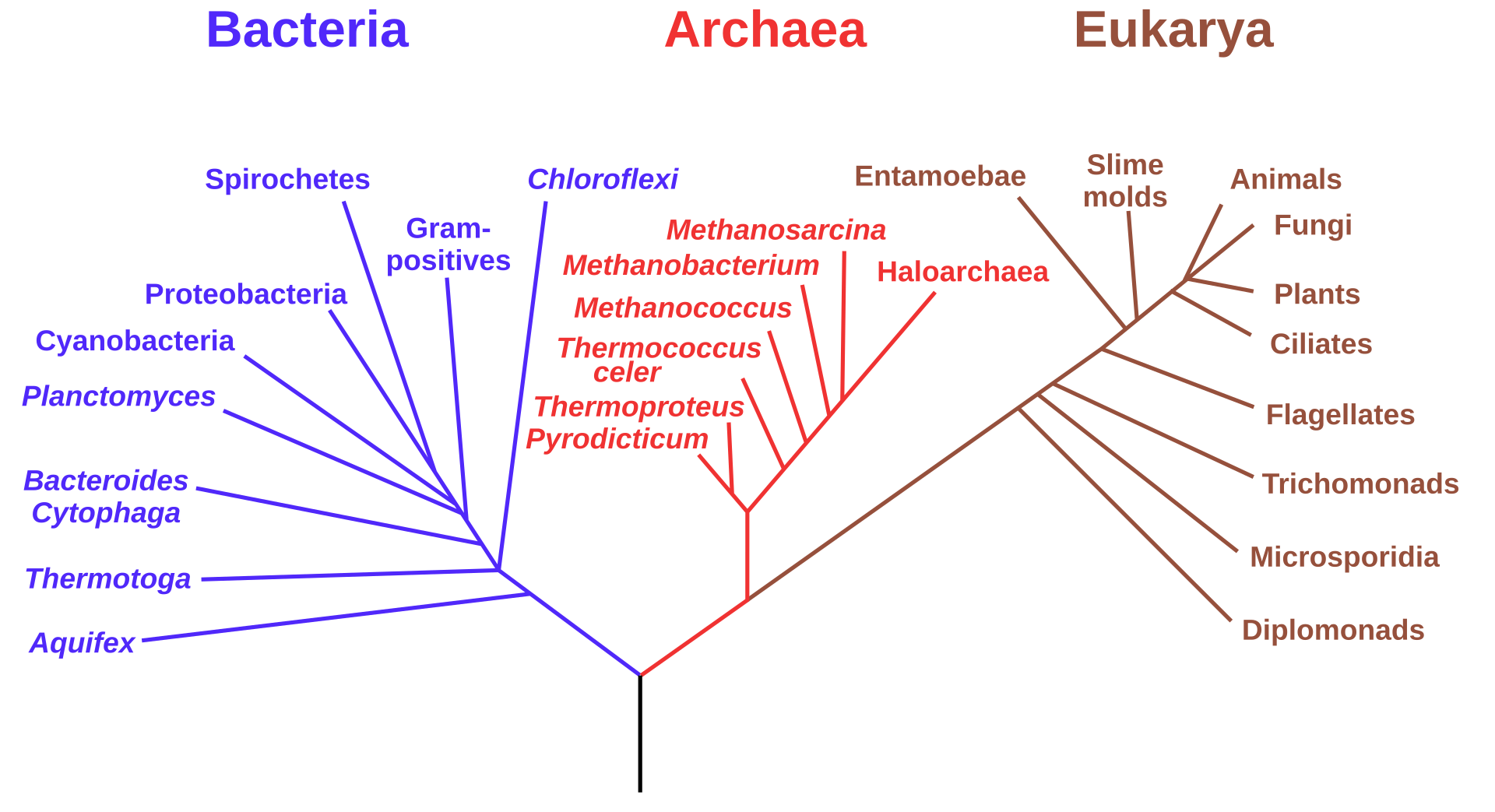 A tree of life showing the three domains Bacteria, Archaea and Eukarya, with animals as one small branch of Eukarya