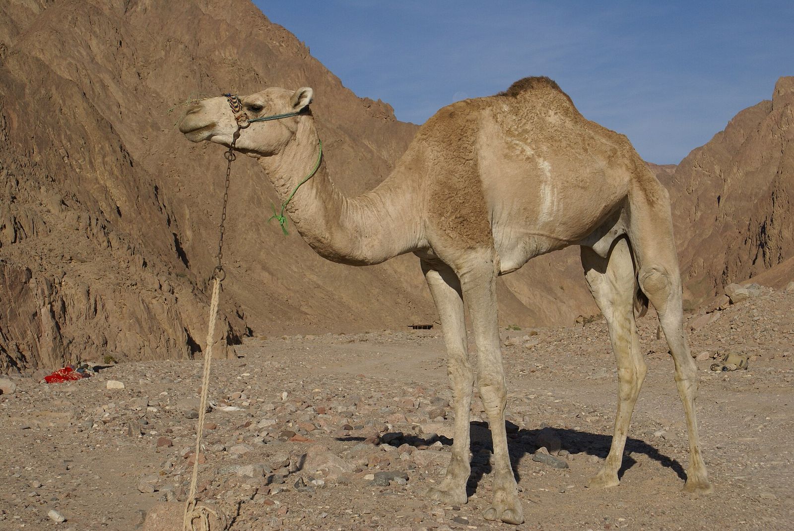 A dromedary camel standing in a rocky desert
