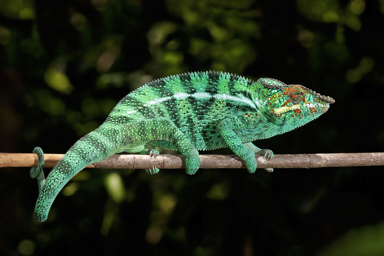 A green panther chameleon gripping a branch
