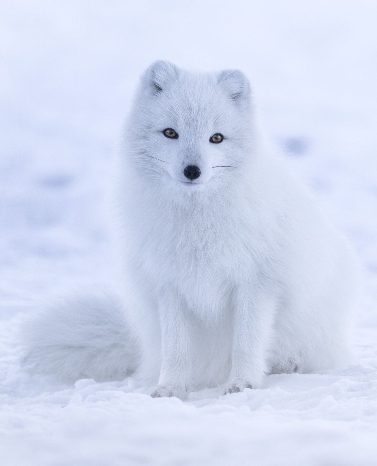 A white Arctic fox sitting in snow