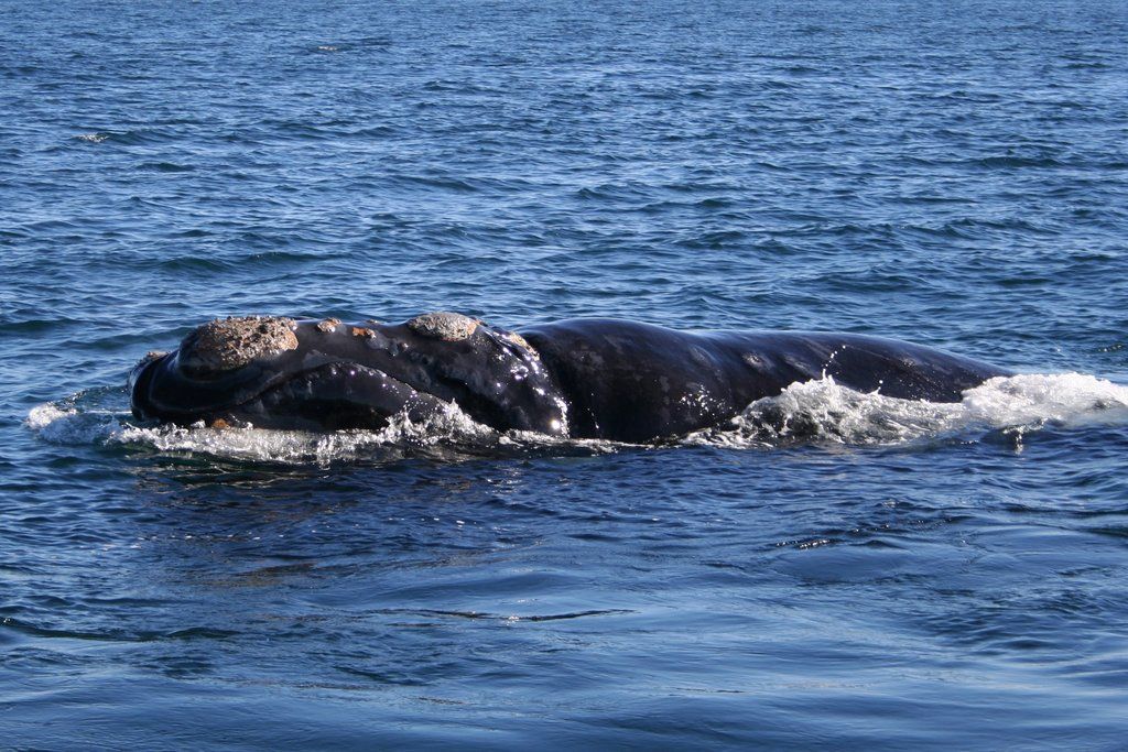 A southern right whale surfacing in blue water