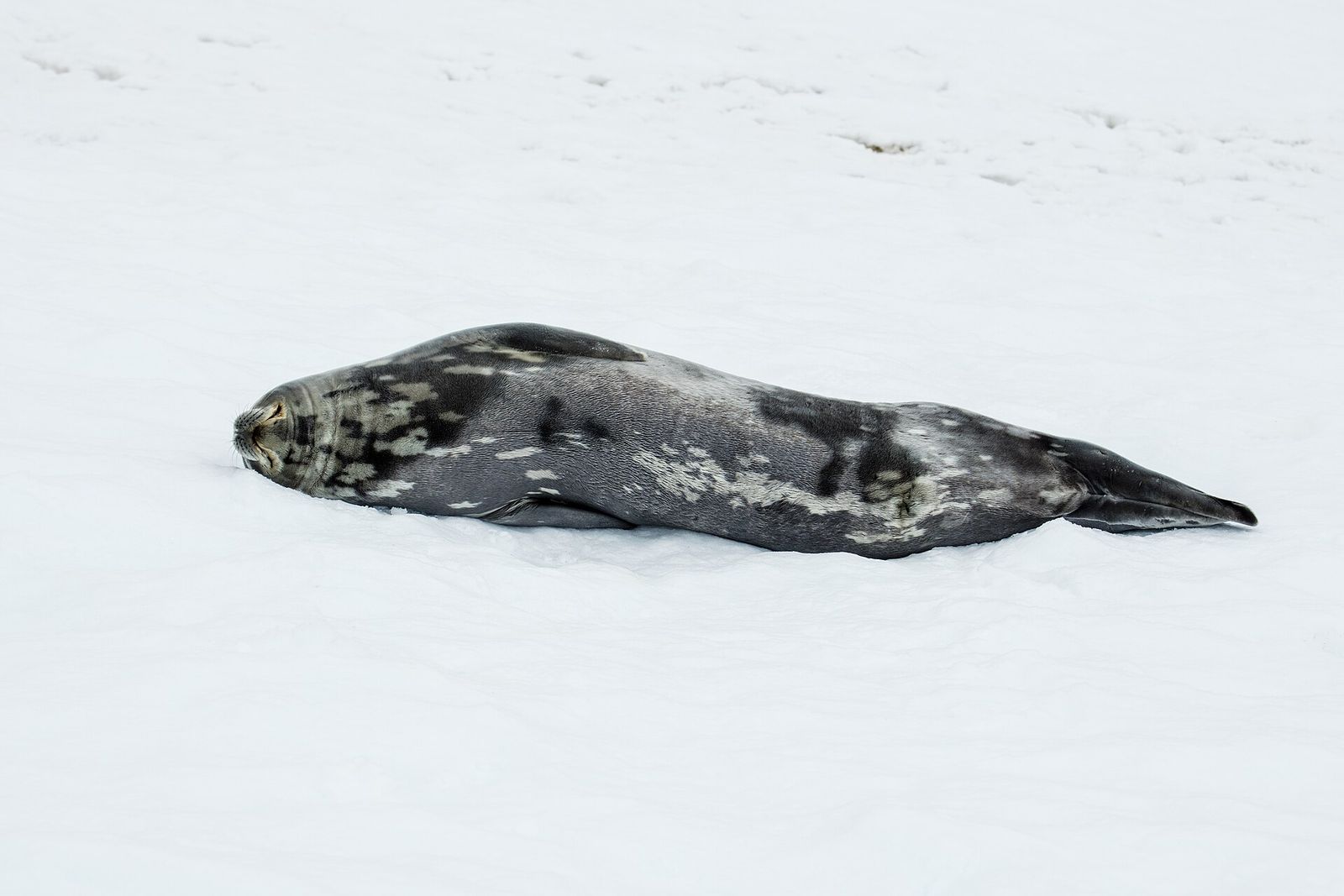 A Weddell seal lying on snow in Antarctica