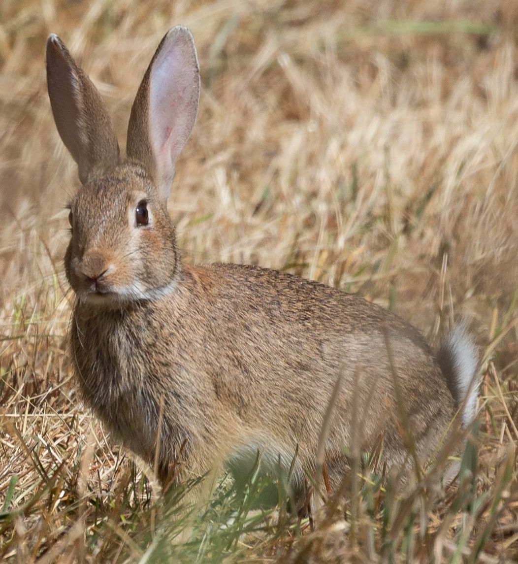 A wild European rabbit in dry grass
