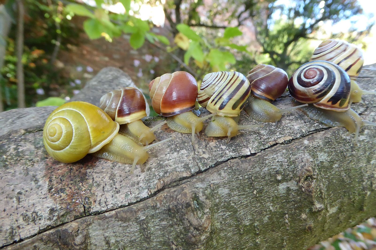 A row of grove snails on a log, each with a different shell colour and banding pattern