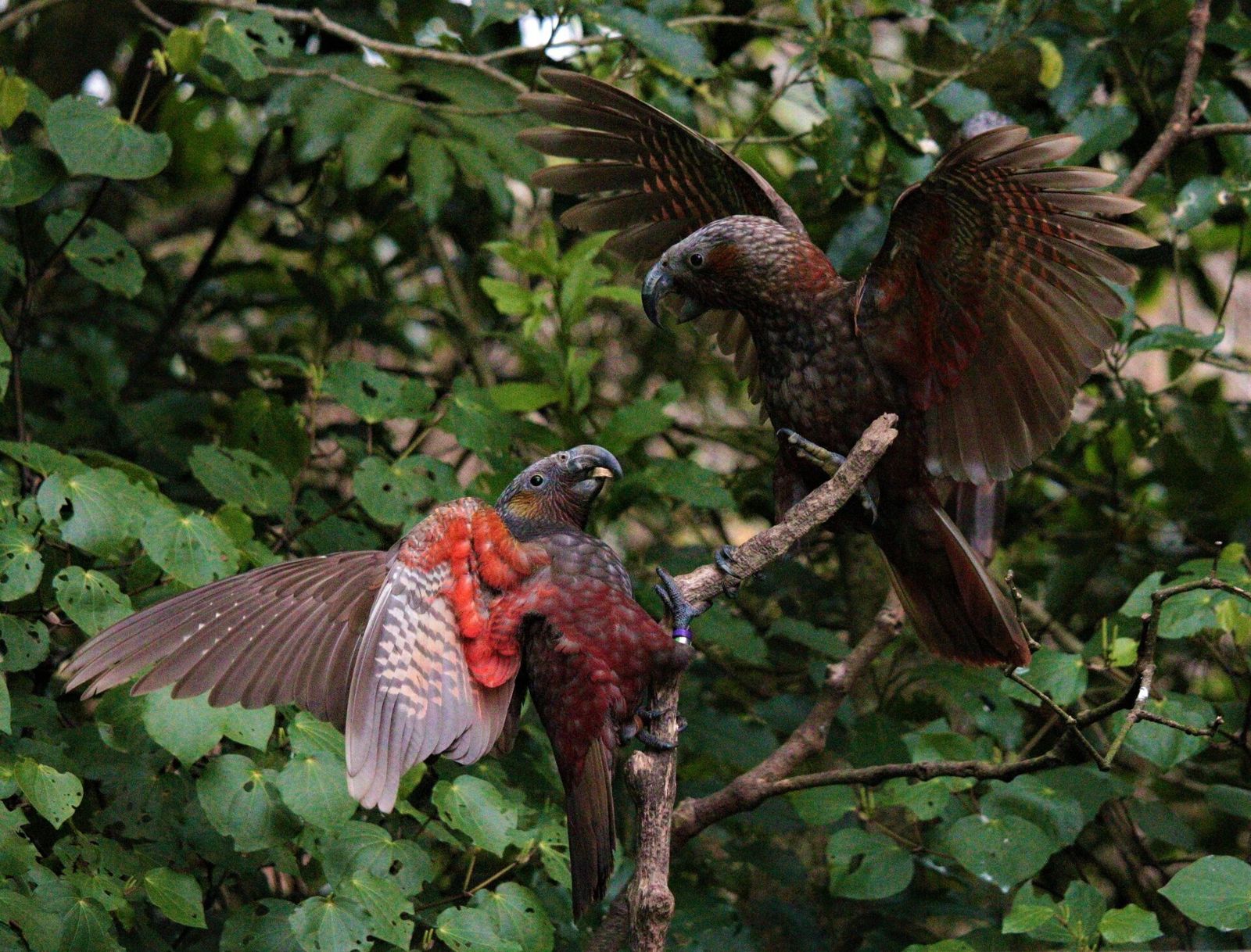 Two kākā on a branch