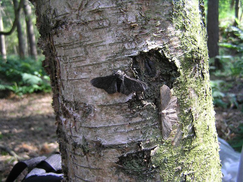 A light peppered moth and a dark peppered moth resting on a birch trunk