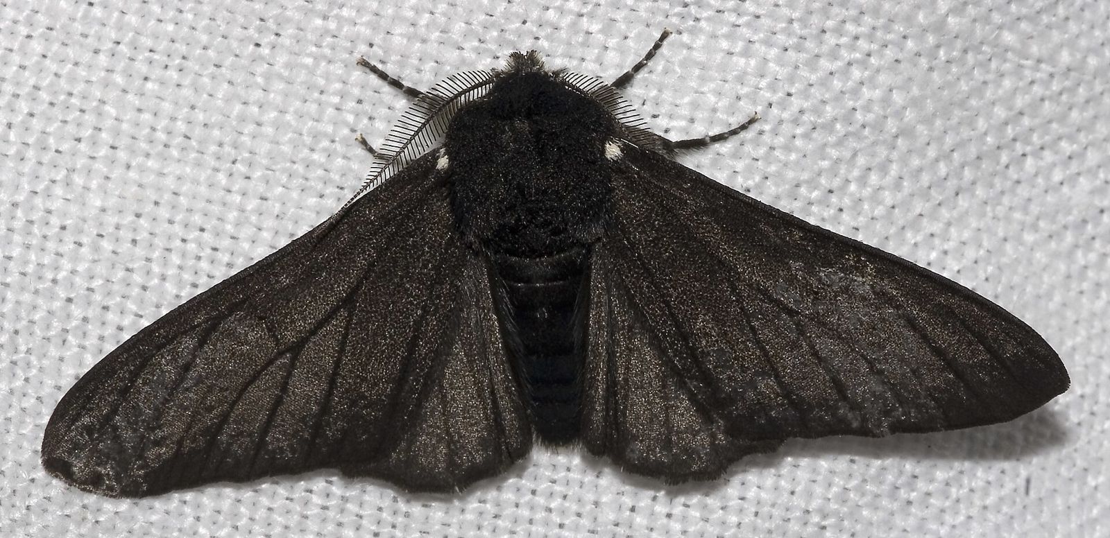 A dark peppered moth