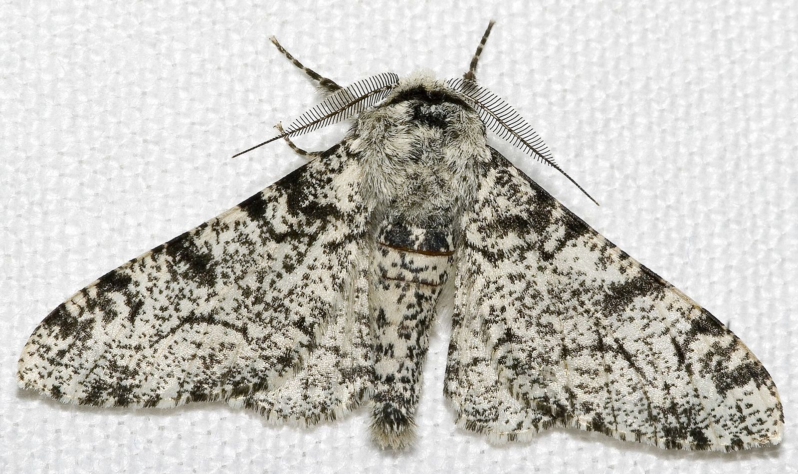 A light, speckled peppered moth