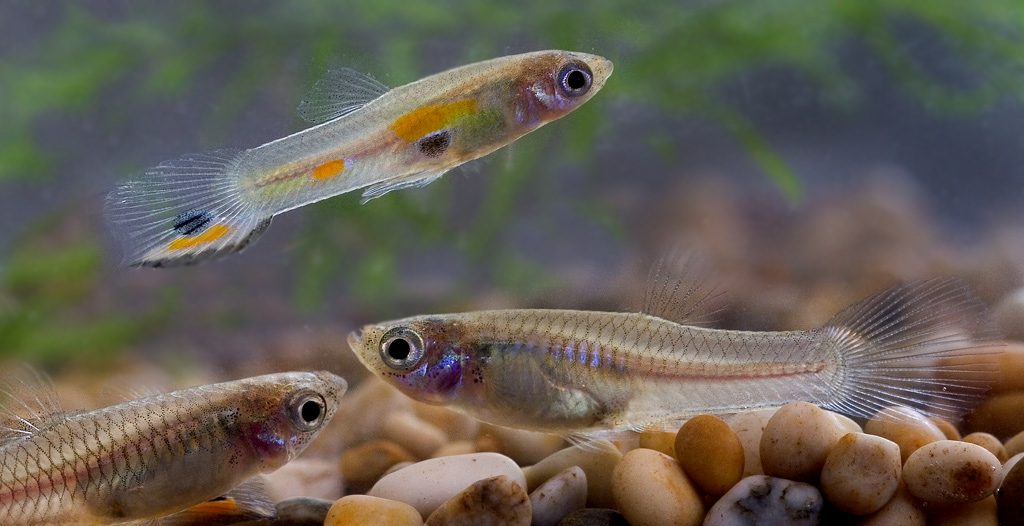 A colourful male guppy swimming above two plain females