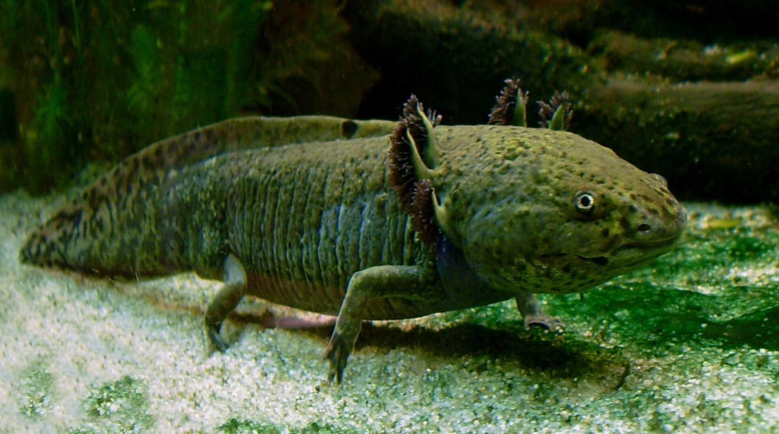 An axolotl with feathery gills