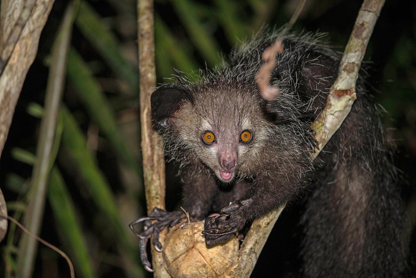 An aye-aye in a tree at night