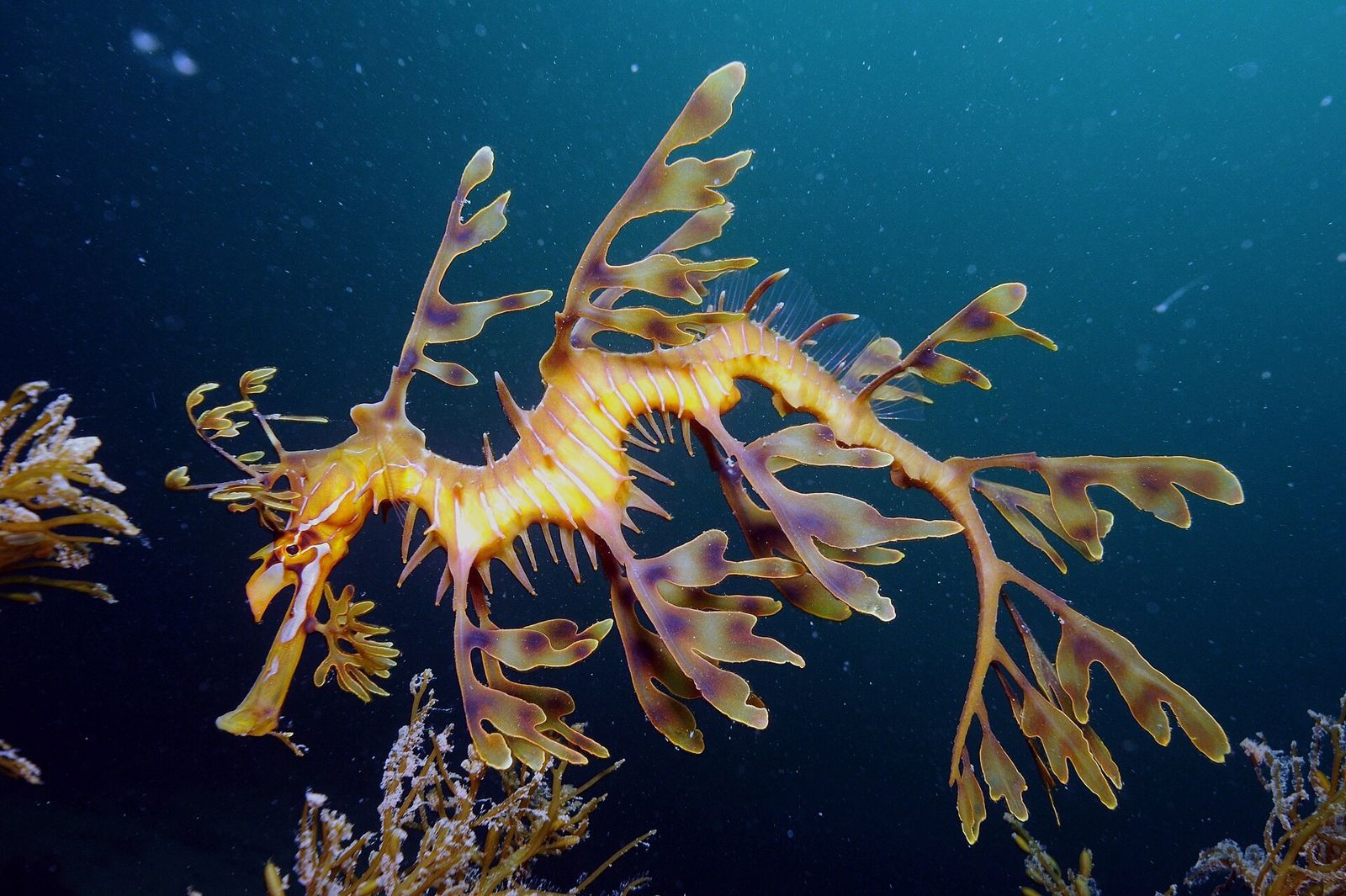 A leafy seadragon with leaf-shaped flaps all over its body