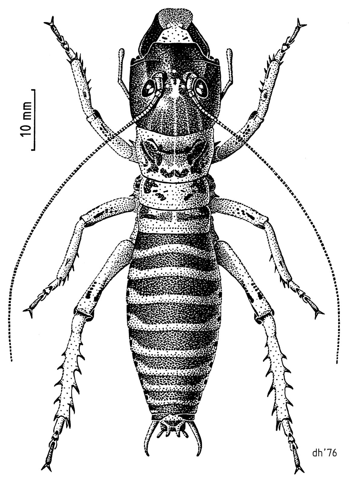 Drawing of a mountain stone wētā