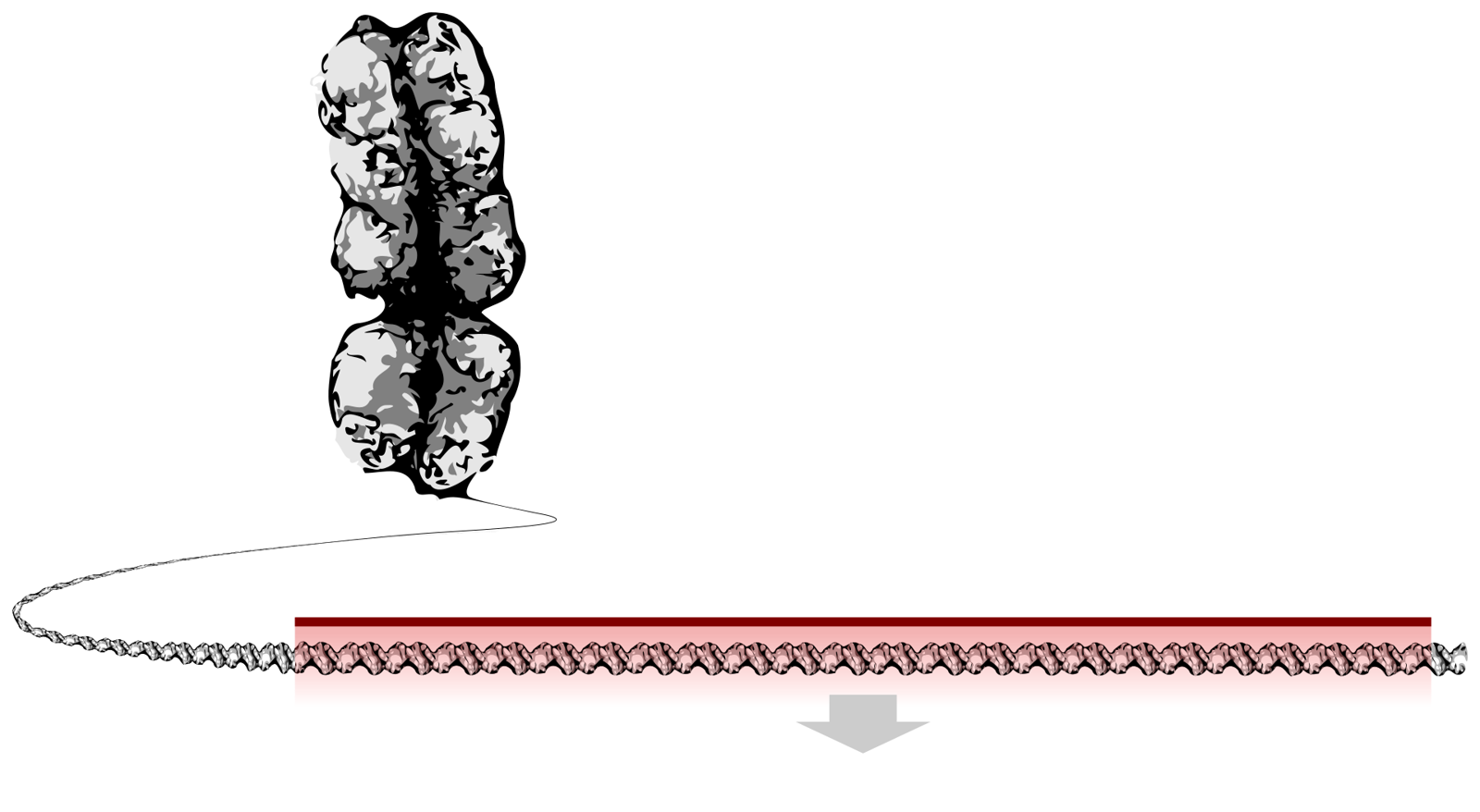 A chromosome unwinding into a long DNA strand, with one section highlighted as a gene