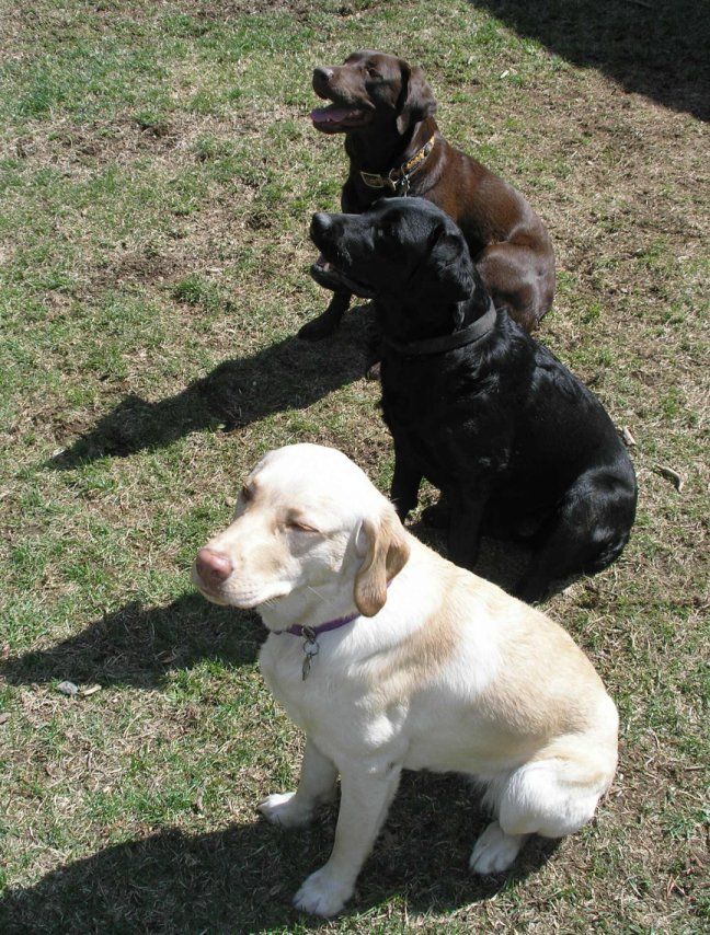 Three Labradors: chocolate, black and yellow