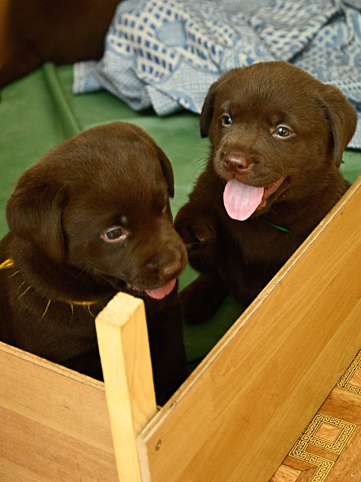 Two chocolate Labrador puppies looking out of a wooden box